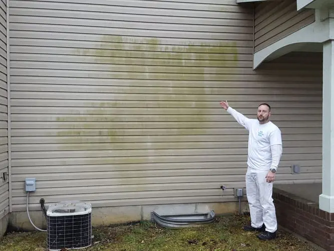 Algae on Siding